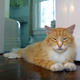 Image for article titled Freeloading Kitty-Cats Living Large Off YOUR Tax Dollars in Their Florida Welfare Queen Cat Manse